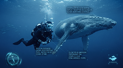 Conducta ante cetaceos
